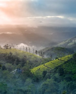 Kerala - Munnar Tea Plantation