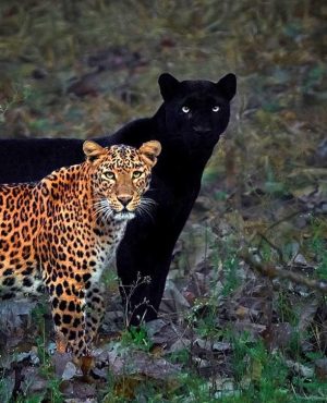 Leopard-panther-kabini