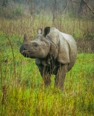 Nepal - Chitwan